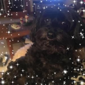 Meet your Posher, Tracy